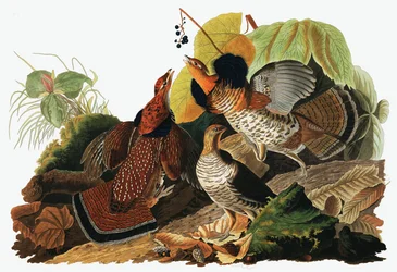 Raufußhuhn, Tetrao Umbellus, aus Die Vögel Amerikas von John J. Audubon, veröffentlicht 1827-38